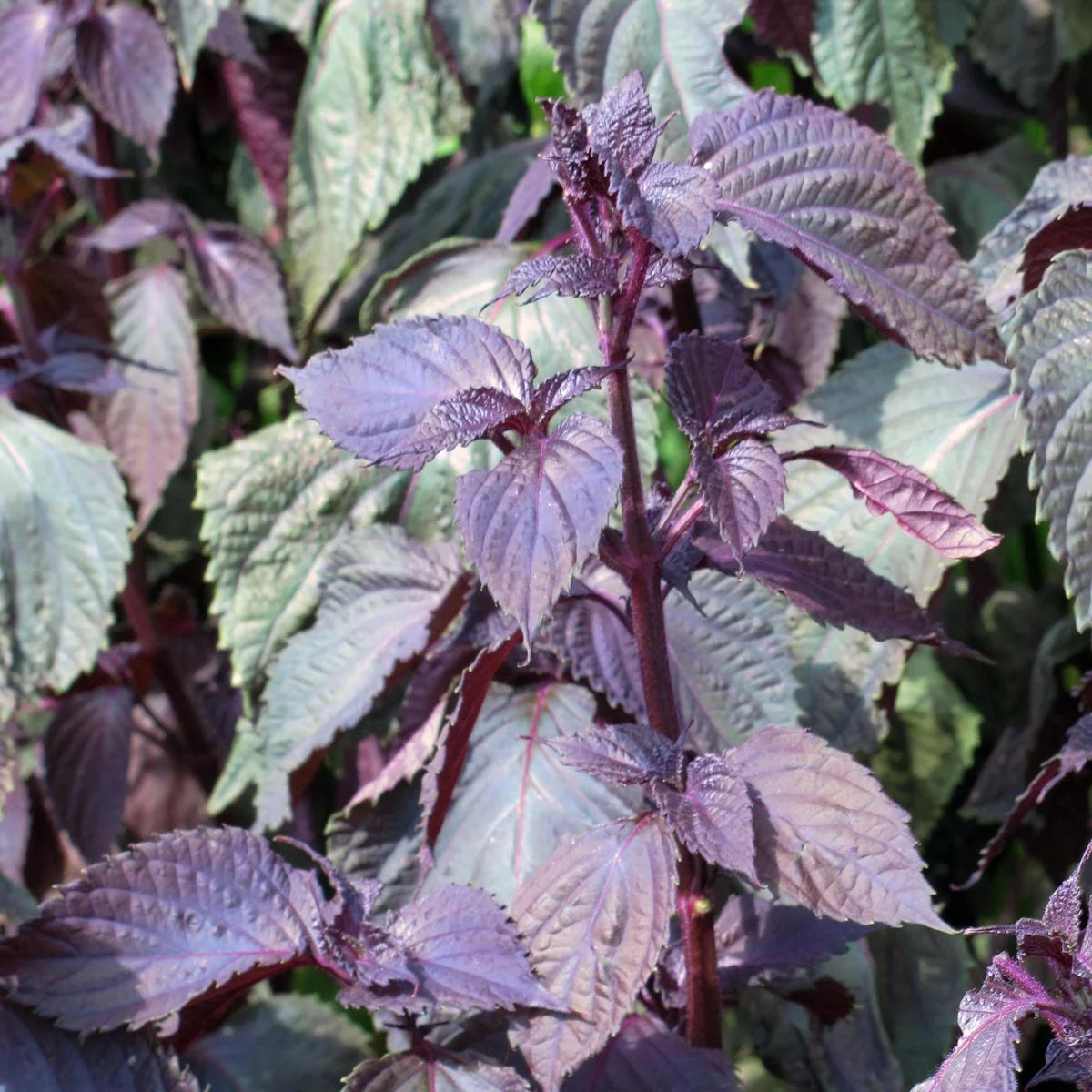 Roter Shiso Samen