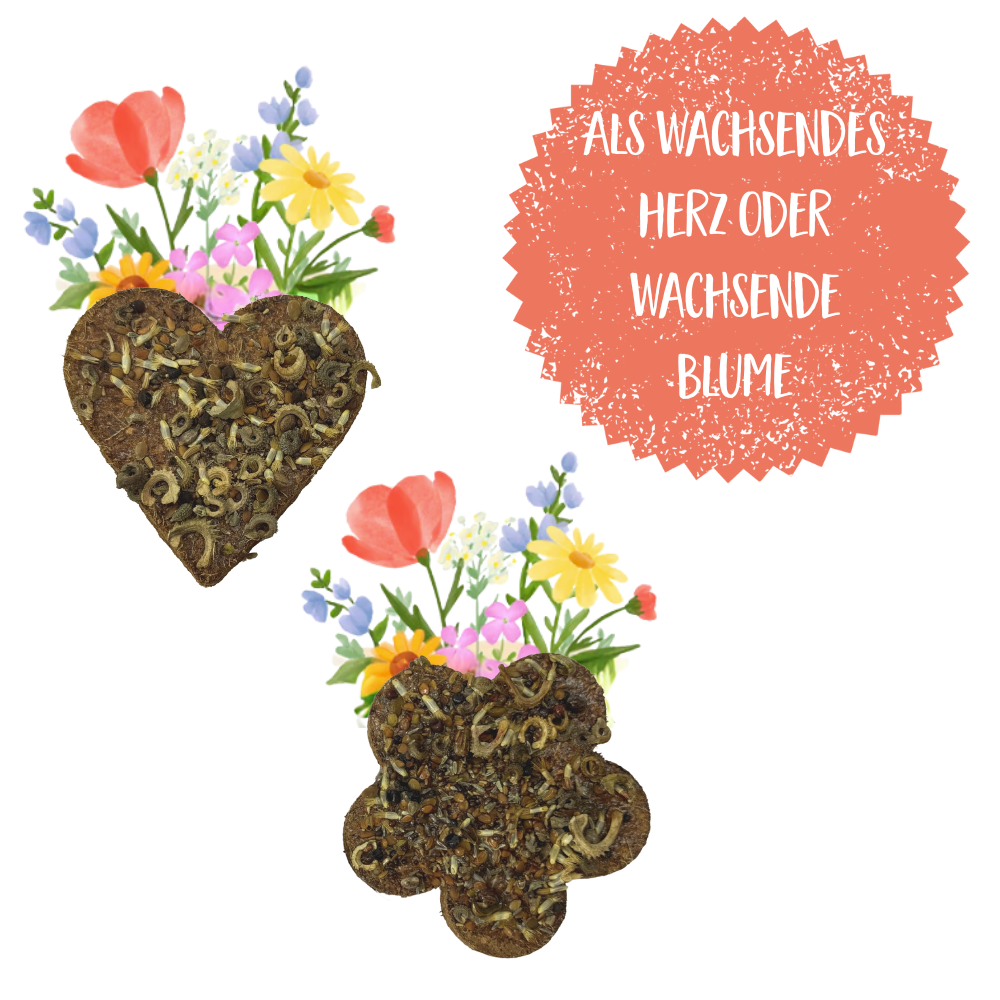 Wachsendes Herz / Blume