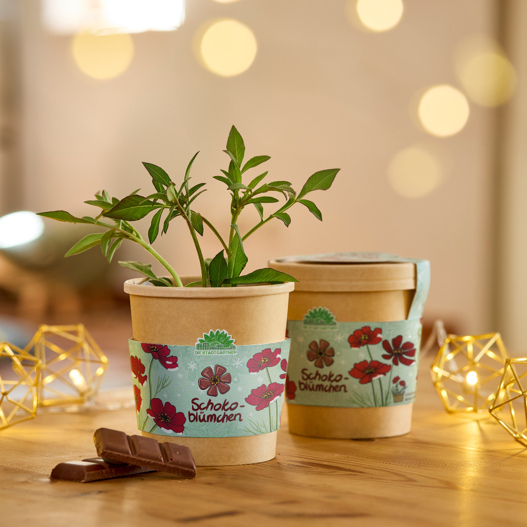 Anzuchtset für Schokoblumen aus dem Becher von 