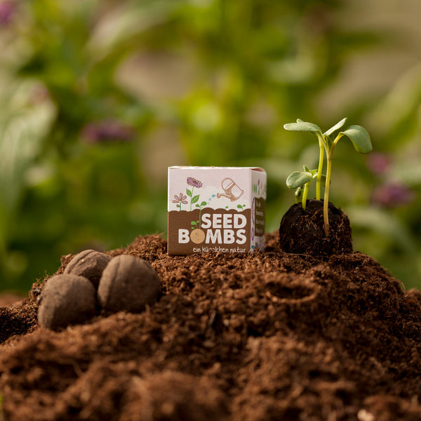 Eine Packung mit Seed Bombs, Erdboden und eine keimende Pflanze neben Samenbomben auf fruchtbarem Boden vor unscharfem grünen Hintergrund.