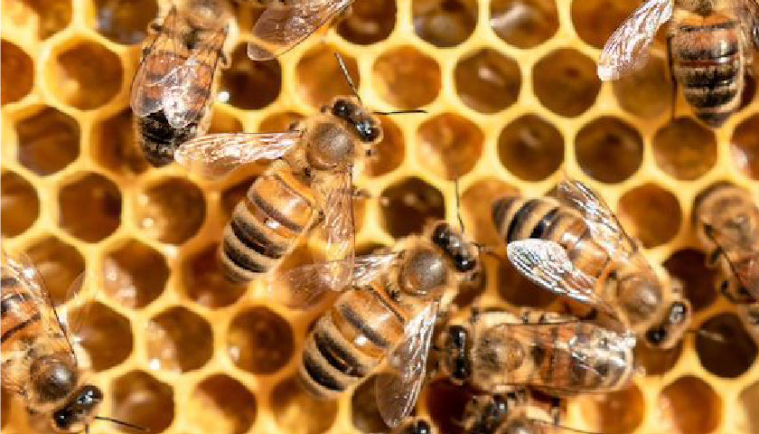 Bienenwohl 2.0: Es lebe die Biene