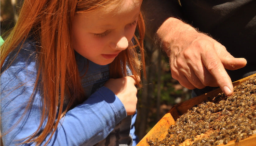 Bienenschutz und Umweltbildung bei Mellifera e.V.