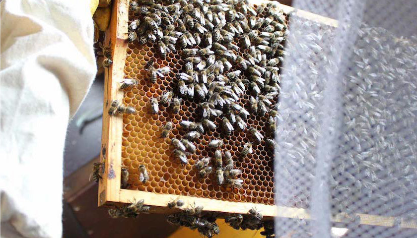 Bienen & Dinos & Mumien & Du