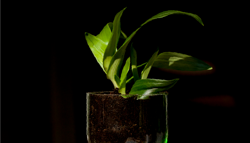 DiY: Selbstversorger-Pflanze