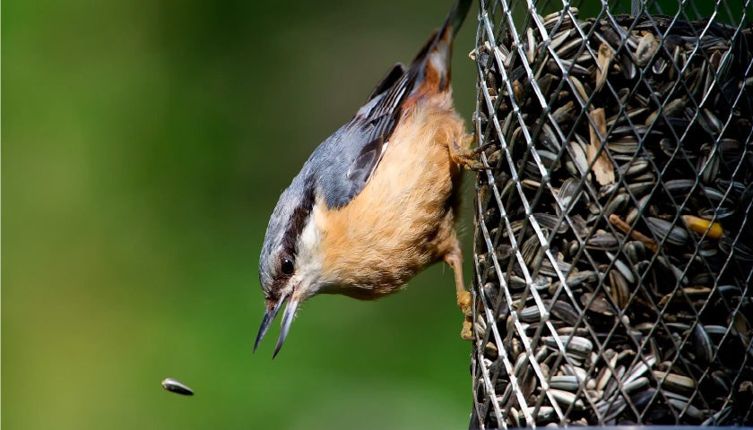 Vögel füttern: Tipps und mehr