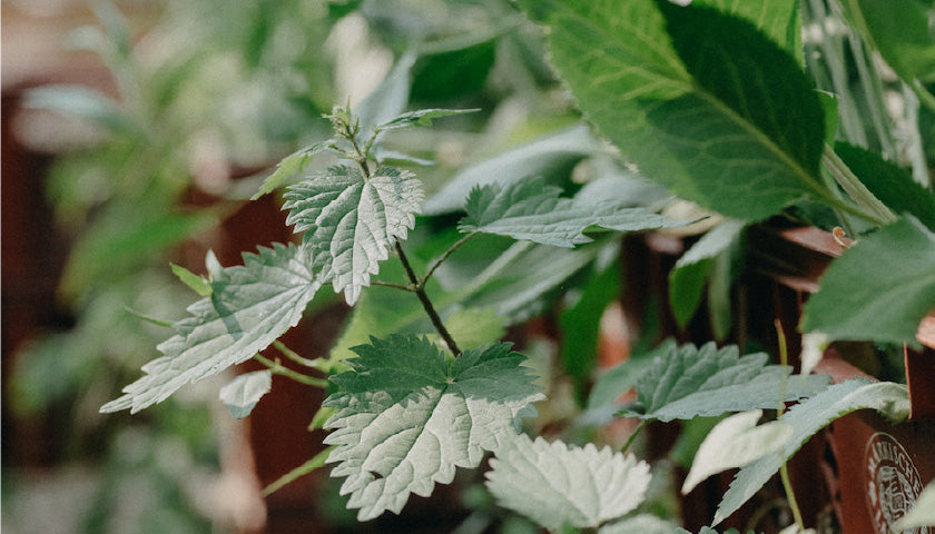 Wilde Abwehrkräfte: Superfoods aus der Natur