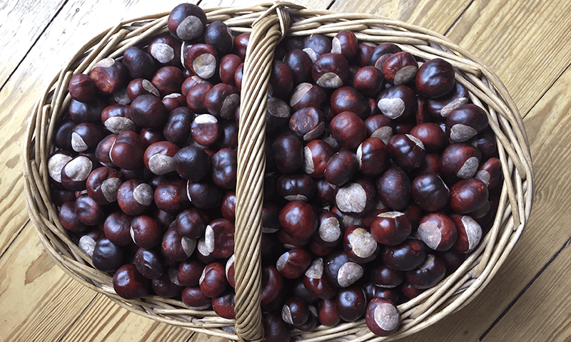 DiY: Shampoo und Waschmittel aus Kastanien herstellen