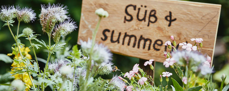 Blumensäen leicht gemacht: So legst du eine Blumenwiese an