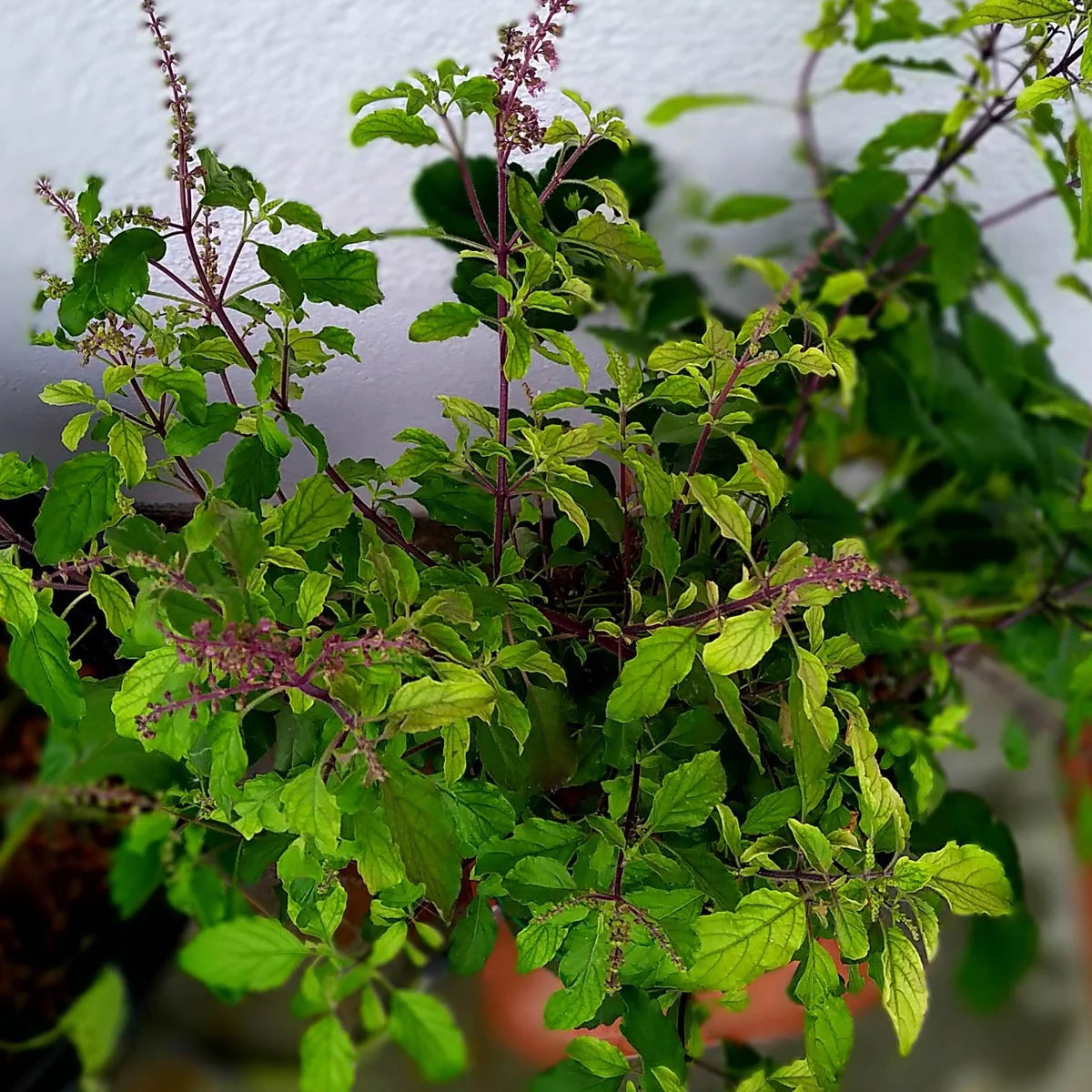 Heiliges Basilikum / Tulsi Samen