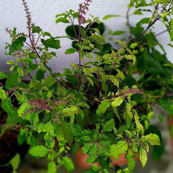 Heiliges Basilikum / Tulsi Samen