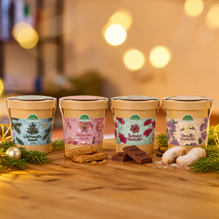 Festliches Anzucht-Set – 4 weihnachtliche Sorten