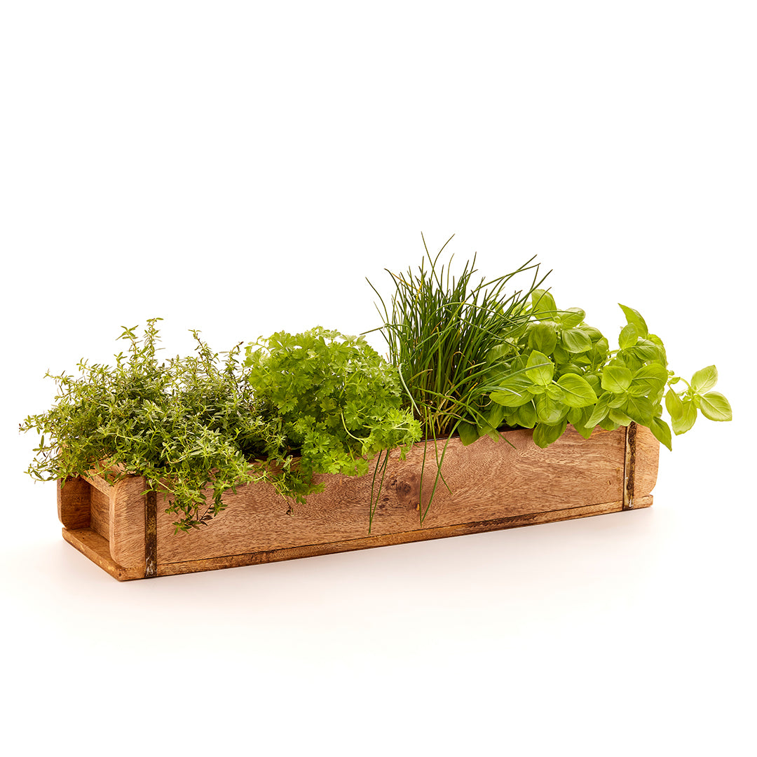 Holzkiste mit verschiedenen frischen Kräutern wie Thymian, Petersilie, Schnittlauch und Basilikum.