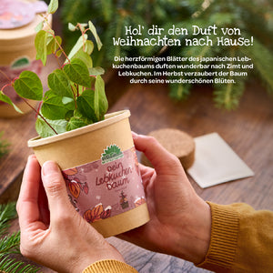 Hände halten einen kleinen Blumentopf mit einem jungen Lebkuchenbaum, umgeben von Tannenzweigen, auf dem Topf steht „Dein Lebkuchenbaum“.