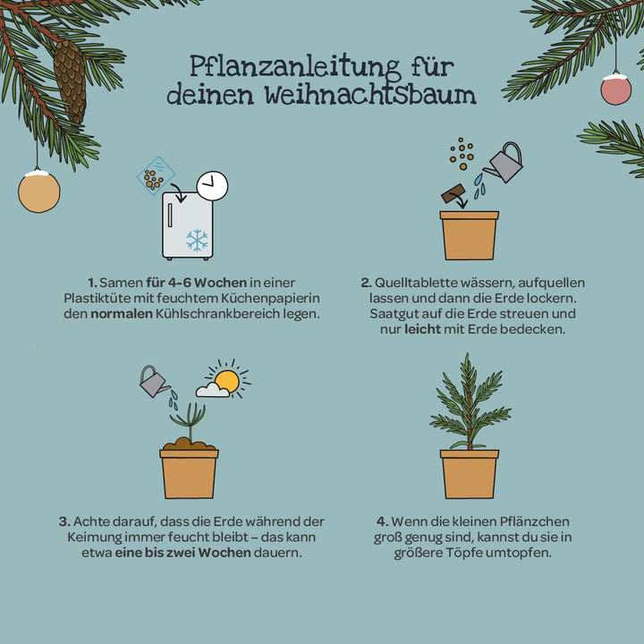 Illustration mit Anleitung zur Anzucht eines Weihnachtsbaums, inkl. gezeichneter Töpfe, Samen, Erde, Wasserkanne und Tannenästen, sowie Textschritten zur Aussaat, Bewässerung, Keimung und Umtopfen.