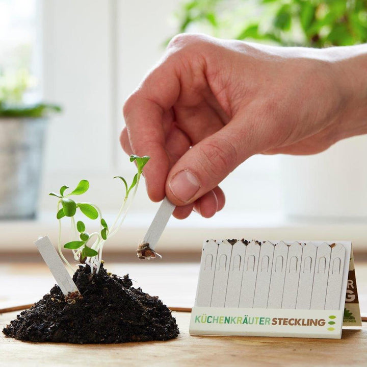 Eine Hand steckt einen Sämling in einen mit Erde gefüllten Pflanzensteklingskarton mit der Beschriftung "KÜCHENKRÄUTER STECKLING".