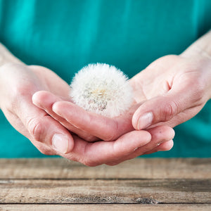 Zwei Hände halten eine Pusteblume vorsichtig über einem Holztisch.