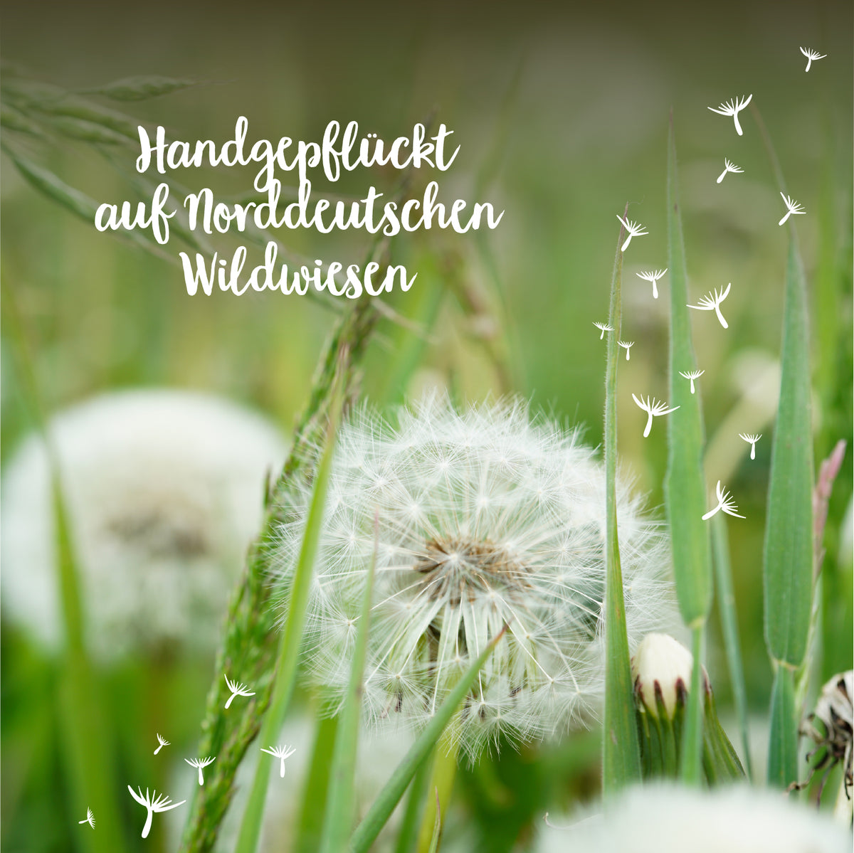 Löwenzahnblüten und -samenschirme auf einer Wiese mit dem Text "Handgepflückt auf Norddeutschen Wildwiesen".