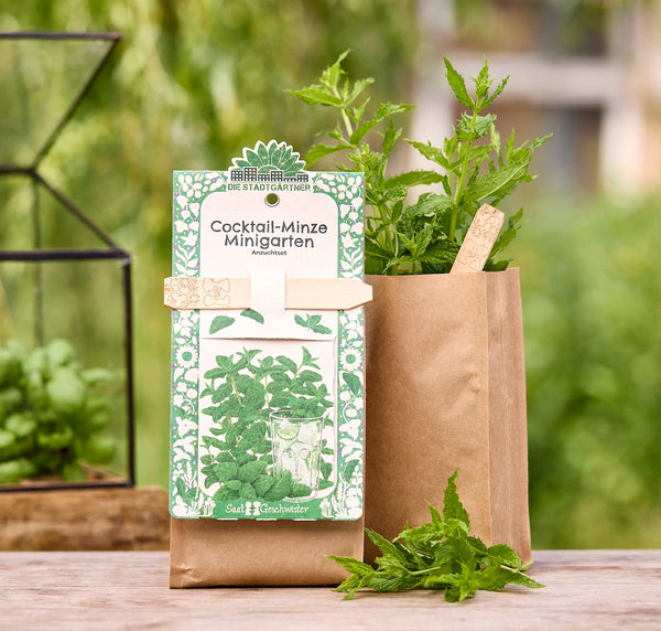 Anzuchtset – Minigarten Cocktail Minze