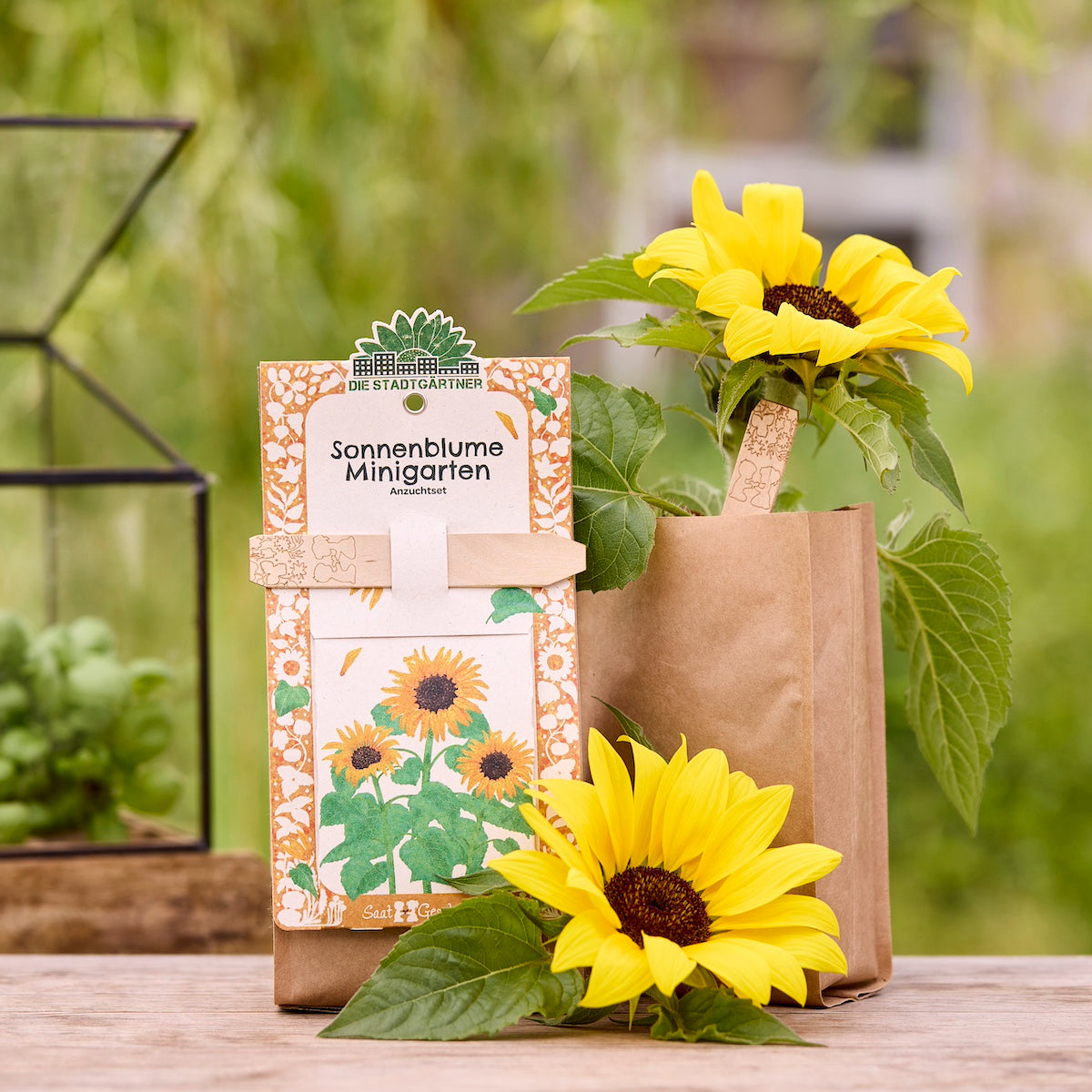 sonnenblumen aufbewahren Anzuchtset – Minigarten BIO-Sonnenblume