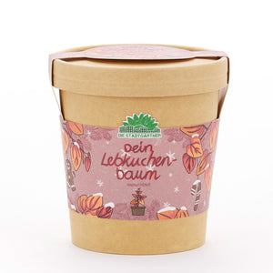 Pflanzset in einem braunen Becher mit weihnachtlich dekoriertem Etikett, Aufschrift „Dein Lebkuchenbaum“ und dem Logo „Die Stadtgärtner“.