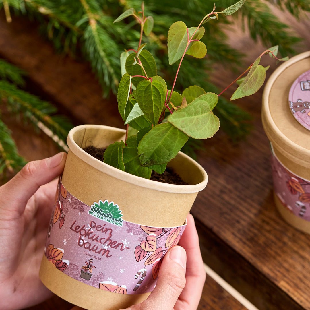 Anzuchtset für einen Lebkuchenbaum von 