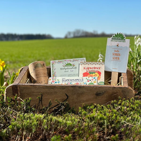 Holzkiste mit Saatguttüten und -päckchen für Blumen und Kräuter im Vordergrund, unscharfes grünes Feld im Hintergrund.