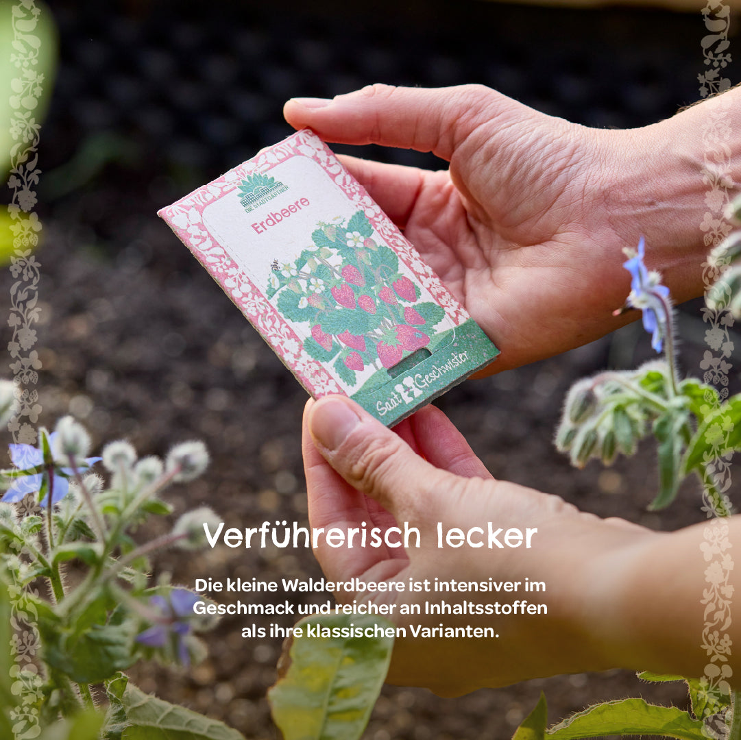 Saatgut Erdbeere Saatgut Erdbeere