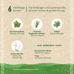 Sechs verschiedene Kräutersorten für Gartenanfänger und -profis, dargestellt mit Bildern von Zitronenmelisse, Thymian, Salbei, Kamille, Koreanischer Minze und Ysop auf beigem Hintergrund.