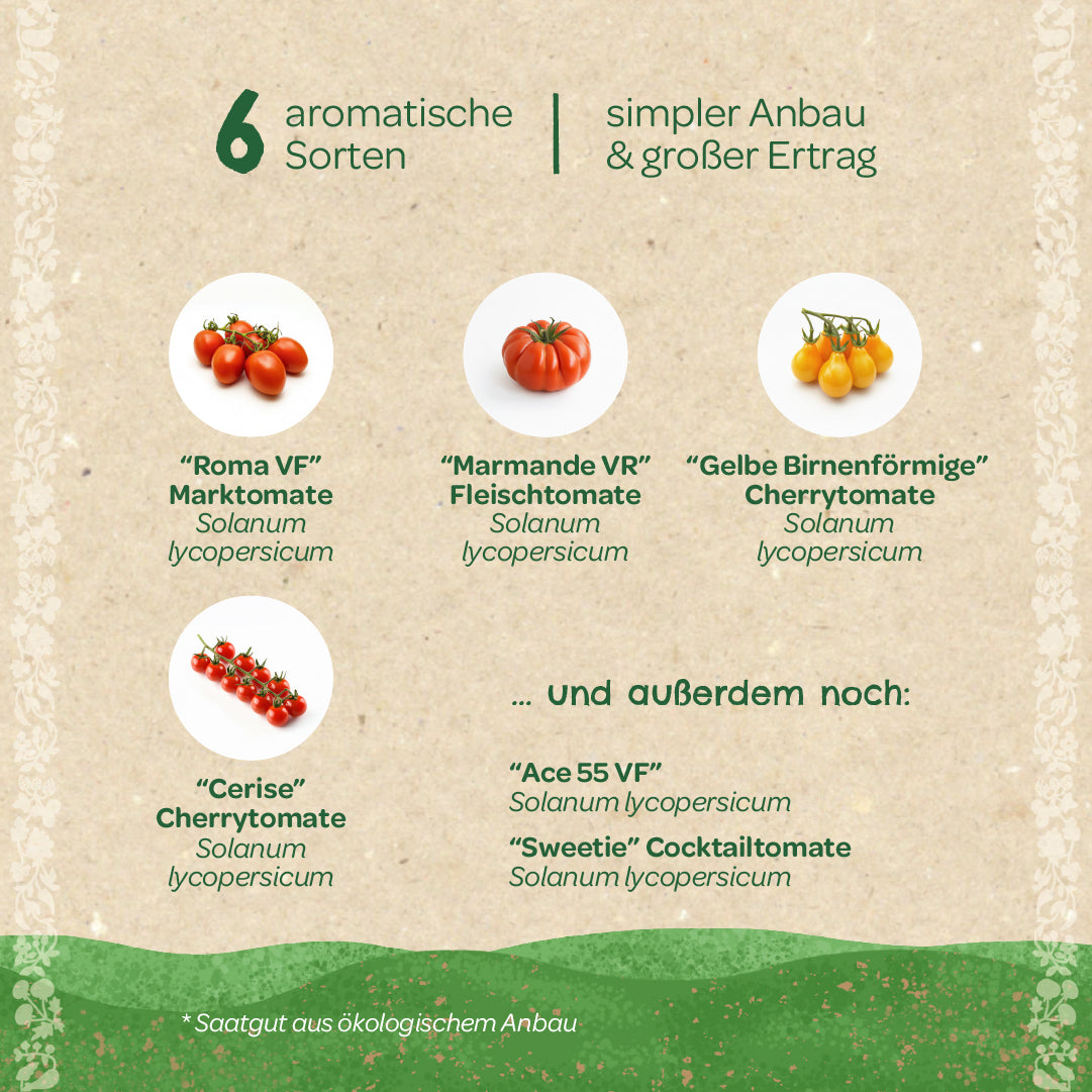 Sechs aromatische Tomatensorten (Roma VF, Marmande VR, Gelbe Birnenförmige, Cerise, Ace 55 VF, Sweetie) mit Bildern und Namen auf deutsch, geeignet für einfachen Anbau und hohen Ertrag.
