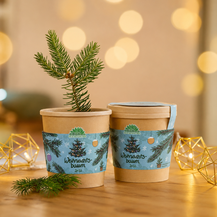 Weihnachtsbaum 2033 aus dem Becher
