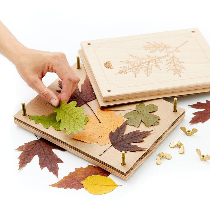 Eine Hand legt sorgfältig getrocknete Herbstblätter in ein Pflanzenpressebuch.
