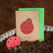 Lieveheersbeestje - Veel geluk