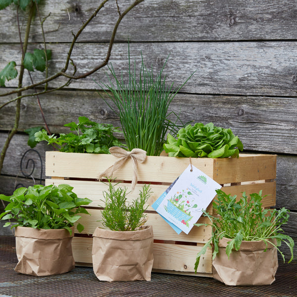 Holzkiste mit verschiedenen Kräuterpflanzen und Papiertüten auf Holzuntergrund im Garten.