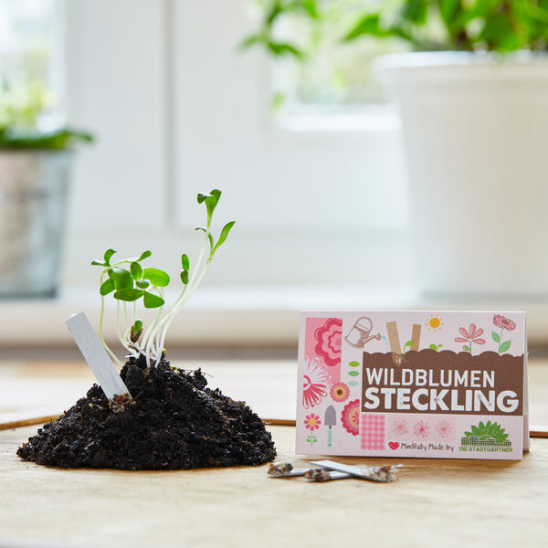 Steckling - Wildblumen