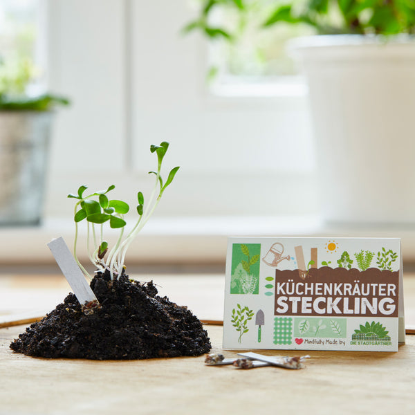 Junge Pflanzensprossen wachsen aus einem Erdhügel neben einer Verpackung mit der Aufschrift "Küchenkräuter Steckling".