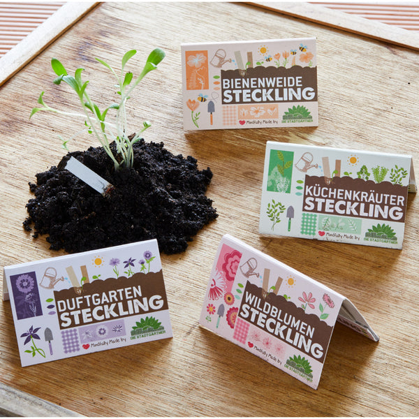 Pflanzenstecklinge mit Erde auf Holztisch mit Verpackungen für Bienenweide, Küchenkräuter, Duftgarten und Wildblumen.