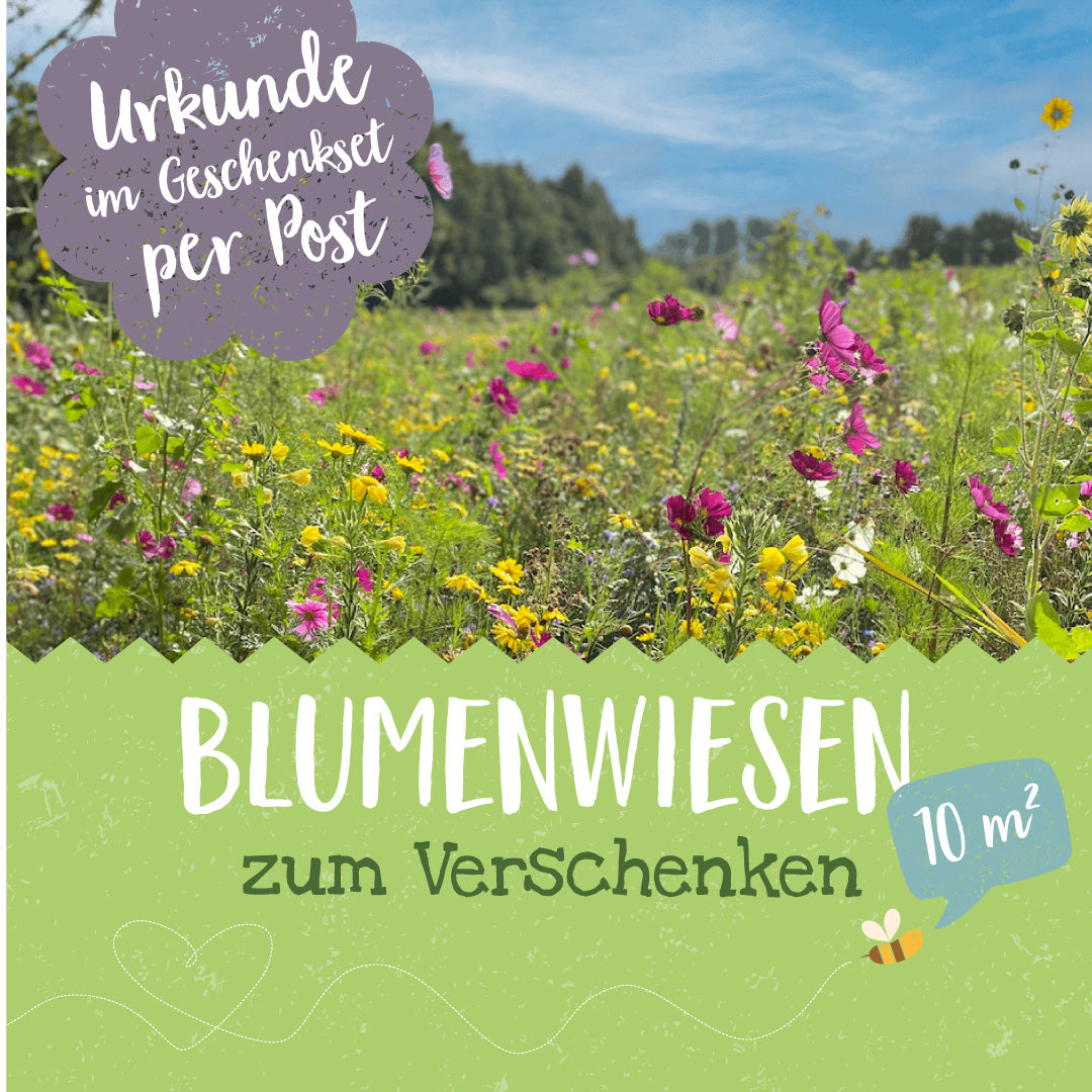 Blühende Blumenwiese mit bunten Blumen, Text "Urkunde im Geschenkset per Post" und "Blumenwiesen zum Verschenken, 10 m²".