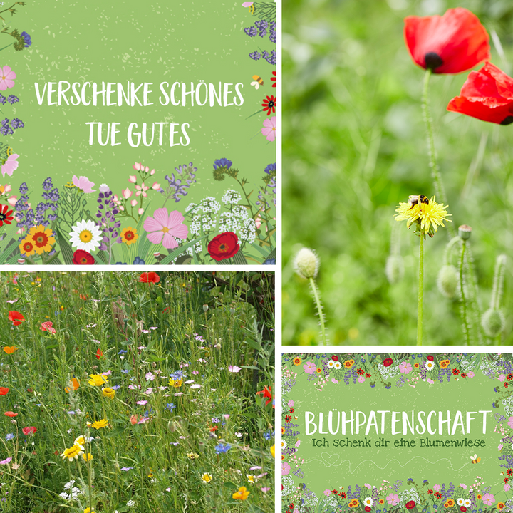 Collage mehrerer Bilder mit Blumenwiesen, einer Biene auf einer Blume und den Texten "Verschenke Schönes Tue Gutes" sowie "BlühpateNschaft Ich schenk dir eine Blumenwiese".