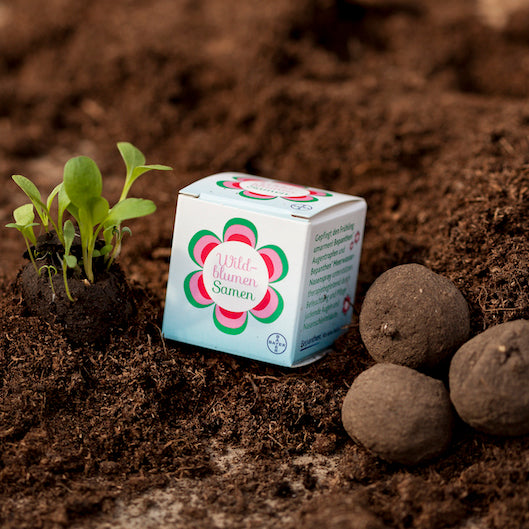 alternativer Text: "Verpackung für Wildblumensamen neben Sämlingen und Samenbomben auf fruchtbarer Erde."