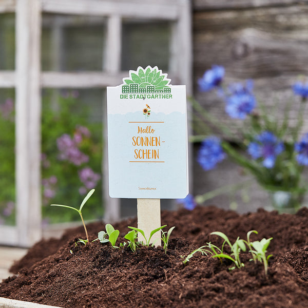 Schild mit der Aufschrift "Hallo Sonnenschein" in einem Gartenbeet mit jungen Pflanzen und unscharfem Hintergrund.